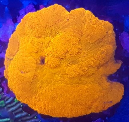 Lobophyllia Orange – efektowny koral LPS do akwarium morskiego