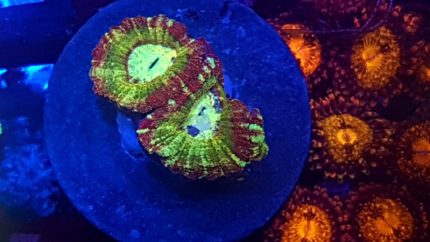 Acanastrea Australia – kolekcjonerski koralowiec LPS o spektakularnych kolorach