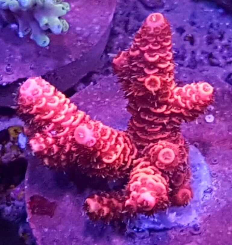 Acropora red-pink Acropora (Red/Pink) – wymagający koral SPS do akwarium morskiego