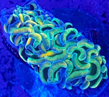 Euphyllia Ancora – efektowny koral LPS do akwarium morskiego