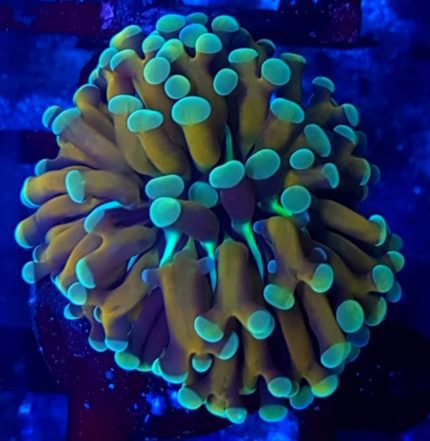 Euphyllia paraancora Brown – koral LPS do akwarium morskiego