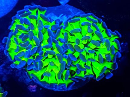 Euphyllia paraancora Reverse – koral LPS do akwarium morskiego