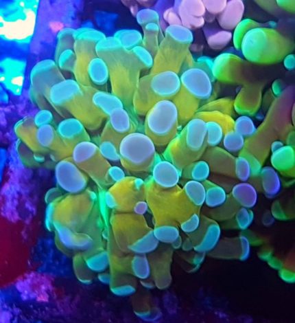 Euphyllia paradivisa Yellow – efektowny koral LPS do akwarium morskiego