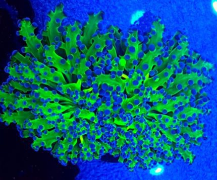 Euphyllia yaeyamaensis Green Ultra Fluo – premium koral LPS do akwarium morskiego
