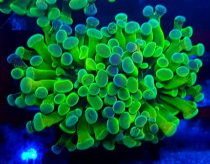 Euphyllia paraancora Green/Blue Fluo – premium koral LPS do akwarium morskiego