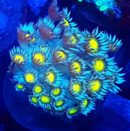 Goniopora Blue/Yellow – efektowny koral LPS do akwarium morskiego