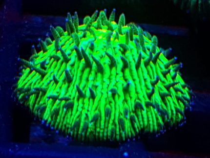 Fungia Green Ultra Fluo – fluorescencyjny koral talerzowy LPS do akwarium morskiego