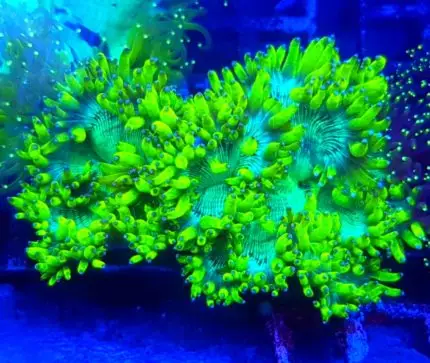 Catalaphyllia (Elegance Coral) to wyjątkowy koralowiec LPS o długich, falujących polipach i intensywnych kolorach