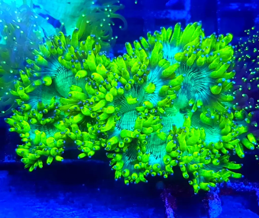 Catalaphyllia P.Chernobyl Catalaphyllia (Elegance Coral) to wyjątkowy koralowiec LPS o długich, falujących polipach i intensywnych kolorach
