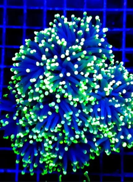 Euphyllia glabresence Blue