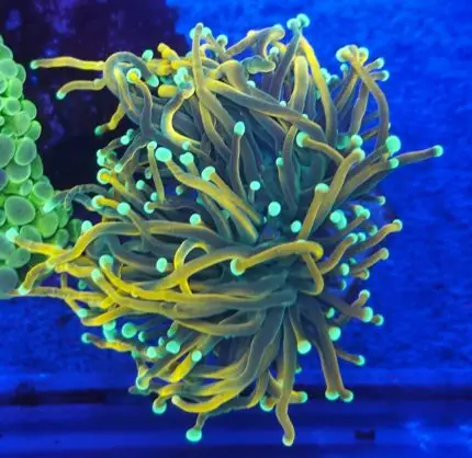 Euphyllia p.Banana – efektowny koral LPS o bananowym wybarwieniu