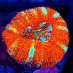 Acanthastrea Maxima – kolekcjonerski koral LPS do akwarium morskiego