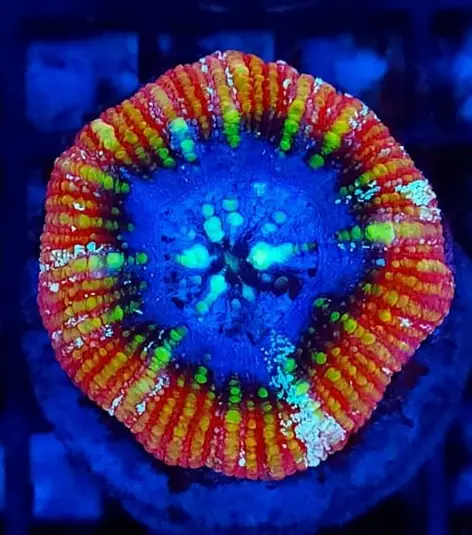 Acanthastrea Maxima Acanthastrea Maxima – kolekcjonerski koral LPS do akwarium morskiego