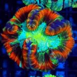 Trachyphyllia – Królewski Koralowiec dla Wymagających Akwarystów
