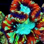 Trachyphyllia – Królewski Koralowiec dla Wymagających Akwarystów