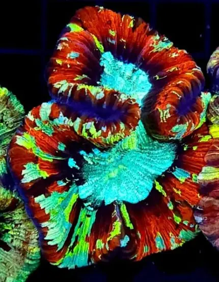 Trachyphyllia – Królewski Koralowiec dla Wymagających Akwarystów