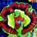 Trachyphyllia – Królewski Koralowiec dla Wymagających Akwarystów