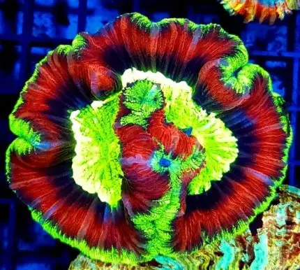 Trachyphyllia – Królewski Koralowiec dla Wymagających Akwarystów