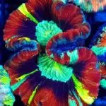 Trachyphyllia – Królewski Koralowiec dla Wymagających Akwarystów