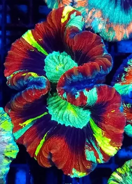 Trachyphyllia – Królewski Koralowiec dla Wymagających Akwarystów