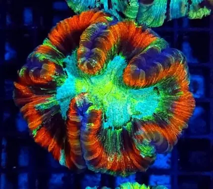 Trachyphyllia – Królewski Koralowiec dla Wymagających Akwarystów