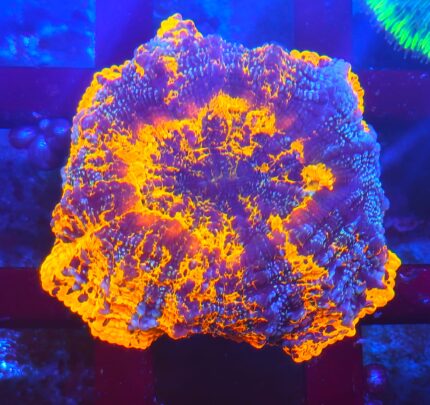 Acanthophyllia Rainbow ULTRA , LPS , KORALOWIEC