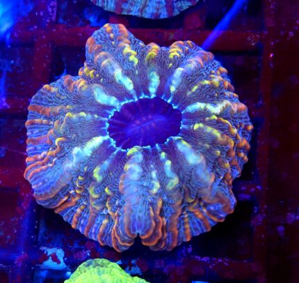 Cynarina Multicolor , koralowiec , lps
