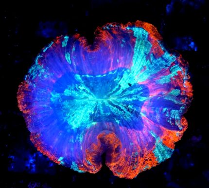 Trachyphyllia Australia , lps , koralowiec