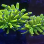 Euphyllia glabrescens holy grail