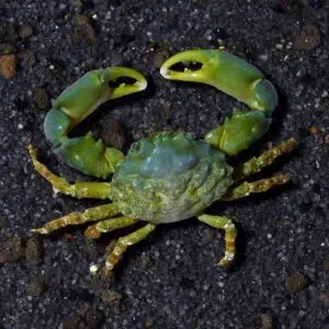 KRABY MITRAXY_amazingreef