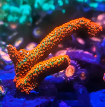montipora fire forest , monti , SPS , koralowiec , akwarium morskie