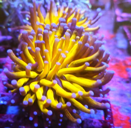 euphyllia glabrescens Tiger LPS koralowiec