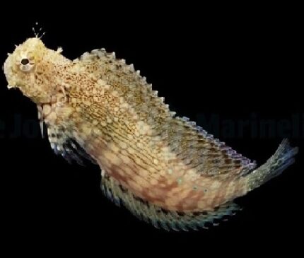 Salarias fasciatus , ryba morska , ryba zjadająca glony , akwarium morskie