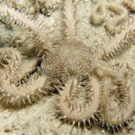 Ophiarthrum pictum White, White Brittle Starfish, wężowidło białe, rozgwiazda wężowidłowa, bezkręgowce morskie, akwarium morskie