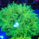 Euphyllia paradivisa Green Fluo – kolekcjonerski koral LPS do akwarium morskiego