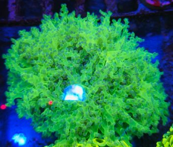 Euphyllia paradivisa Green Fluo – kolekcjonerski koral LPS do akwarium morskiego