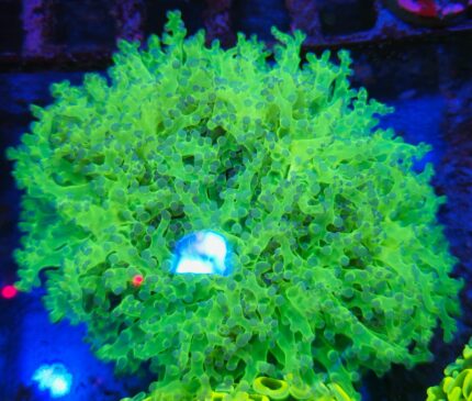 Euphyllia paradivisa Green Fluo – kolekcjonerski koral LPS do akwarium morskiego