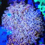 Euphyllia yaeyamaensis – kolekcjonerski koral LPS do akwarium morskiego