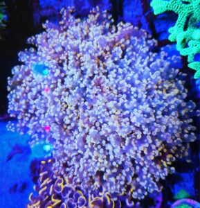 Euphyllia yaeyamaensis – kolekcjonerski koral LPS do akwarium morskiego