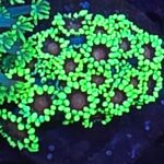 Goniopora green. Red eye – kolekcjonerski koral LPS do akwarium morskiego