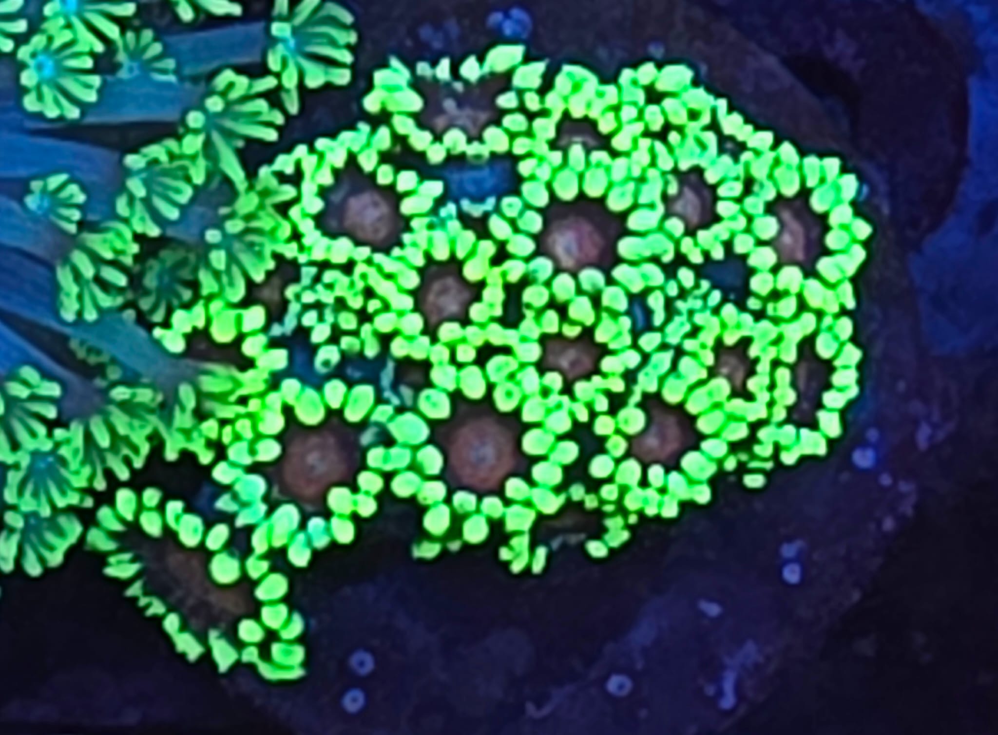 Goniopora green Red eye Goniopora green. Red eye – kolekcjonerski koral LPS do akwarium morskiego