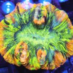 Trachyphyllia Rainbow – kolekcjonerski koral LPS do akwarium morskiego