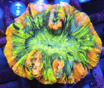 Trachyphyllia Rainbow – kolekcjonerski koral LPS do akwarium morskiego
