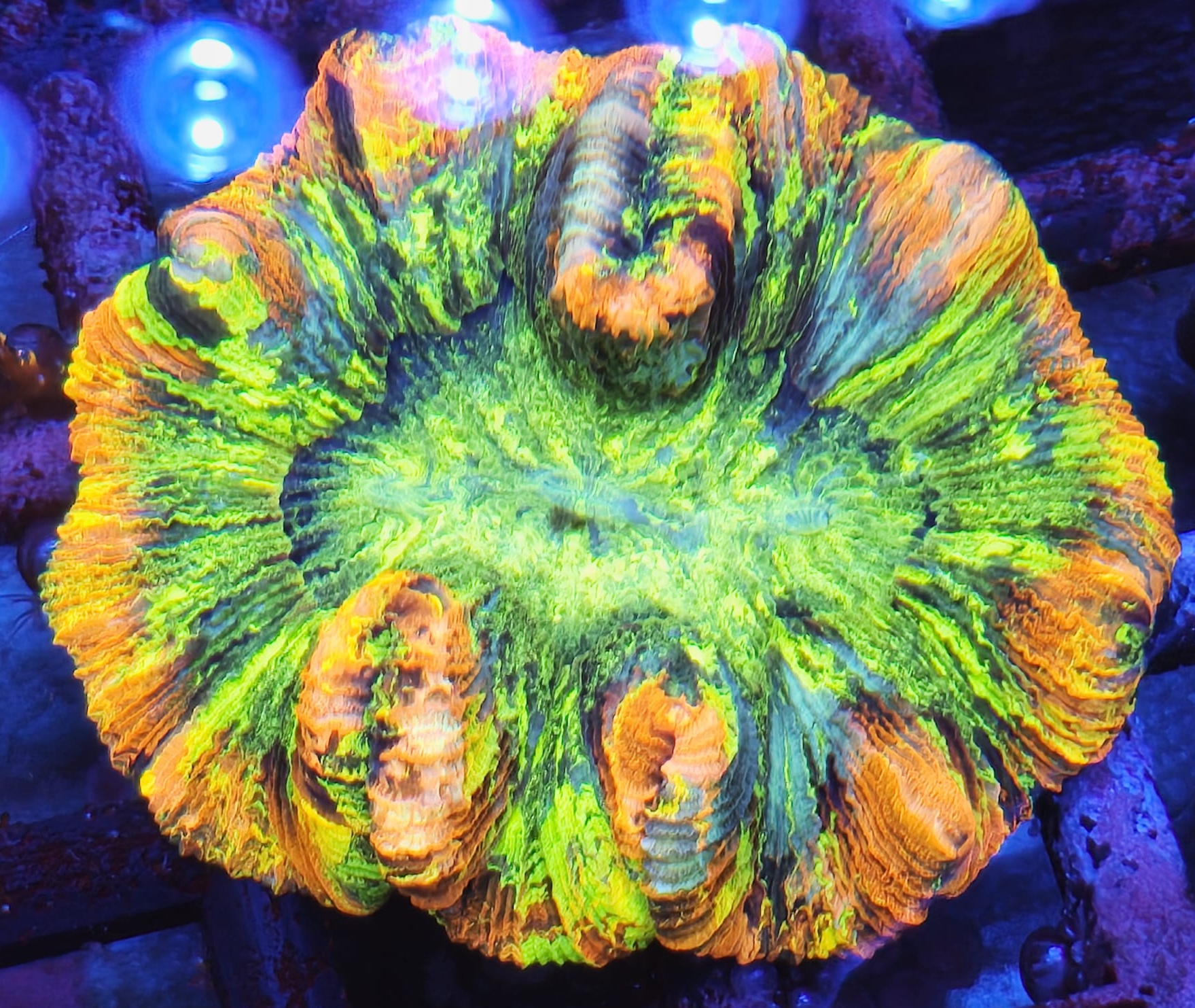 Trachyphyllia Rainbow Trachyphyllia Rainbow – kolekcjonerski koral LPS do akwarium morskiego
