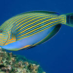 acanthurus lineatus