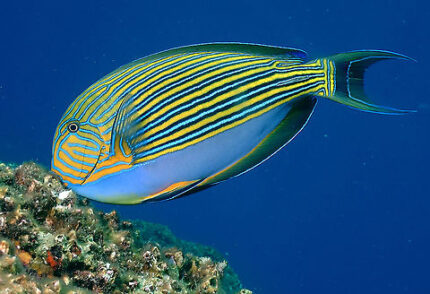 acanthurus lineatus