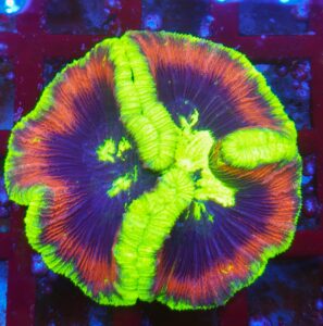 Trachyphyllia Rainbow. koralowiec LPS . tracha