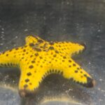 Rozgwiazda Protoreaster / Penta Ceraster do akwarium morskiego